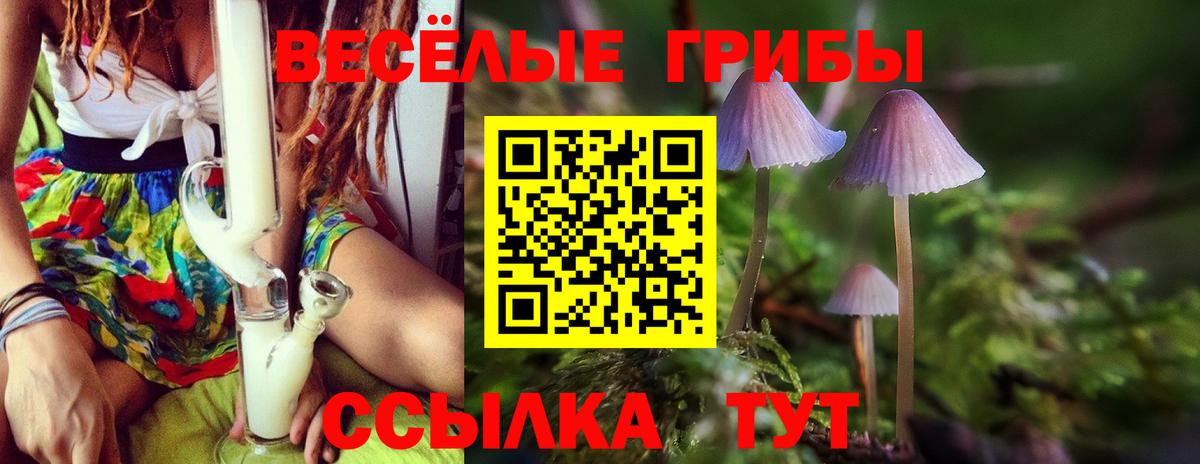 Галлюциногенные грибы Psilocybe Рубцовск
